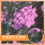印花定制提花毛绒玫瑰花