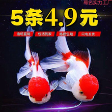 ���~���w�^�p�~С�͟Ꭷ�~��ˮ�~�m��̩�{���ﵭˮ�ͻ��~�\��С�~