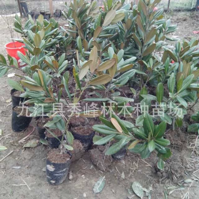 Оптовая продажа магнолии, дерева магнолии, лотоса магнолии, иностранной магнолии, полные характеристики магнолии, партия растений для сада