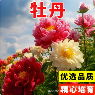 E-Commerce Delivers Peony Seeds and Peony Seeds That Bloom Continuously in All Seasons. Peony Seeds Are Sown in All Seasons and Are Easy to Grow