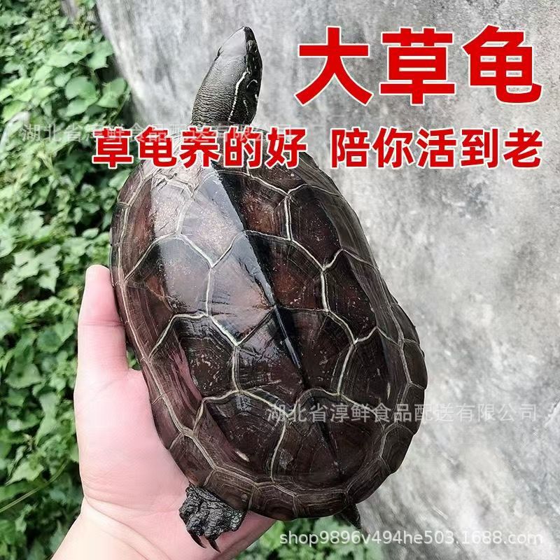 Live Chinese grass turtles, premium outdoor grass turtles, ornamental turtles, long-lived turtles, turtles for soup Live Chinese grass turtles, premium outdoor grass turtles, ornamental turtles, long-lived turtles, turtles for soup