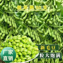 毛豆种子极早熟50天高产青豆菜种子春季蔬菜种子特早王菜豆种籽孑