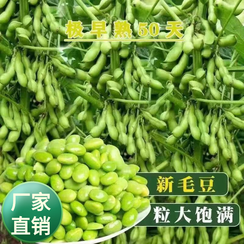 毛豆种子极早熟50天高产青豆菜种子春季蔬菜种子特早王菜豆种籽孑