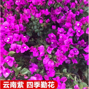 ����÷�������������ļ��_���ܲ��������ذ�ֲ���҃��̨ͥԺ����