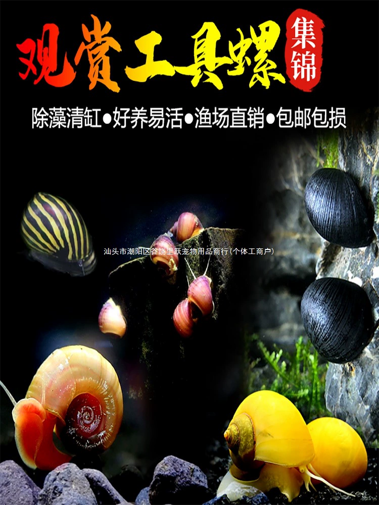 Декоративная улитка, яблочная улитка, черная ромбовидная улитка, загадочный золотой лук-зебра, улитка-инструмент для чистки и удаления водорослей, активный питомец.