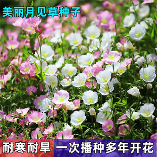 Beautiful evening primrose seeds bloom for many years, cold-resistant lawn, four seasons open new species, easy to grow, easy to live flower seeds, balcony flower seeds