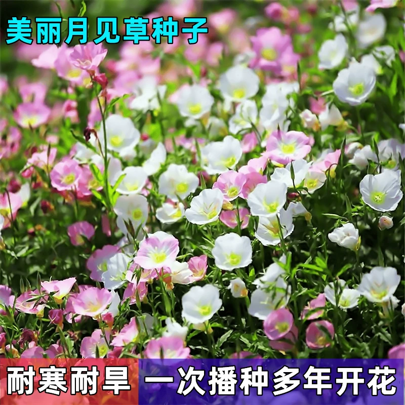 Красивые семена примулы цветут в течение многих лет