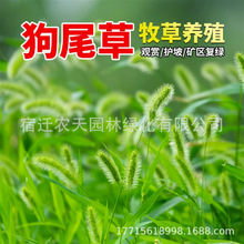 ��β�ͲݷN����Ұ�ݷN�s�ݷN�ѹ�β�ݷN�ͺ��G���^�p�����o������