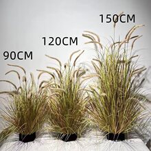 �Gֲ��β�Ͳݻ��JȔ�ݼٲݷ���؈β�ݼ�ֲ�ﻨ���b��쾰