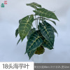 18 white -headed taro leaves 18 heads of water Guanyin Engine