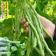 無筋綠架豆種子嫩莢高產四季長豇豆角種籽春季秋季無架豆蔬菜種孑