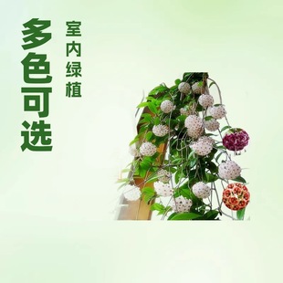 ���m���ԾGֲ���������ļ��_�����҃����پG�~���~���mֲ����m��