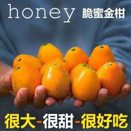 第三代脆蜜金桔顺丰发货正宗特大果新鲜水果整箱甜橘子无籽多汁
