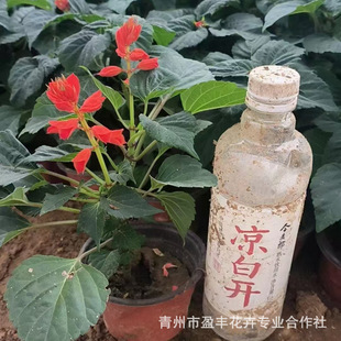 Chuandong, Qingzhou, Shandong, Wholesale of Seasonal Grass Flowers in Large Quantities, Chuandonghong, Grass Flowers for Holiday Rentals and Engineering Projects