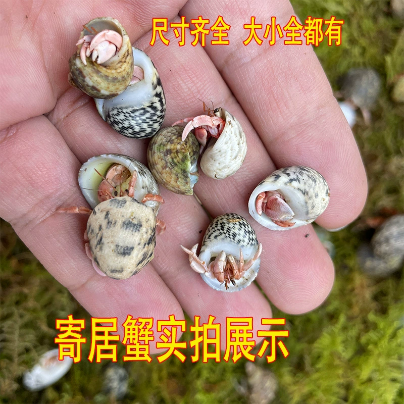 Руководство для начинающих по содержанию домашних крабов-отшельников: живые крабы, фиолетовые, наземные, серые, белые, темно-фиолетовые декоративные крабы для ленивых.