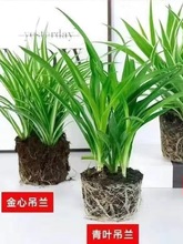 金边金心青叶吊兰四季花卉花盆栽绿植净化空气阳台客厅办公室养好