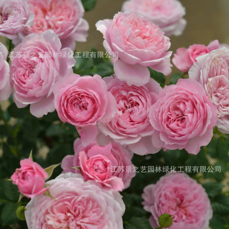 Колокольчик Фея Роза Рассада Большой цветок Сильный аромат Микро Луна Цветение Розовый Четыре сезона В горшке Роза Цветочное растение Европейская Луна