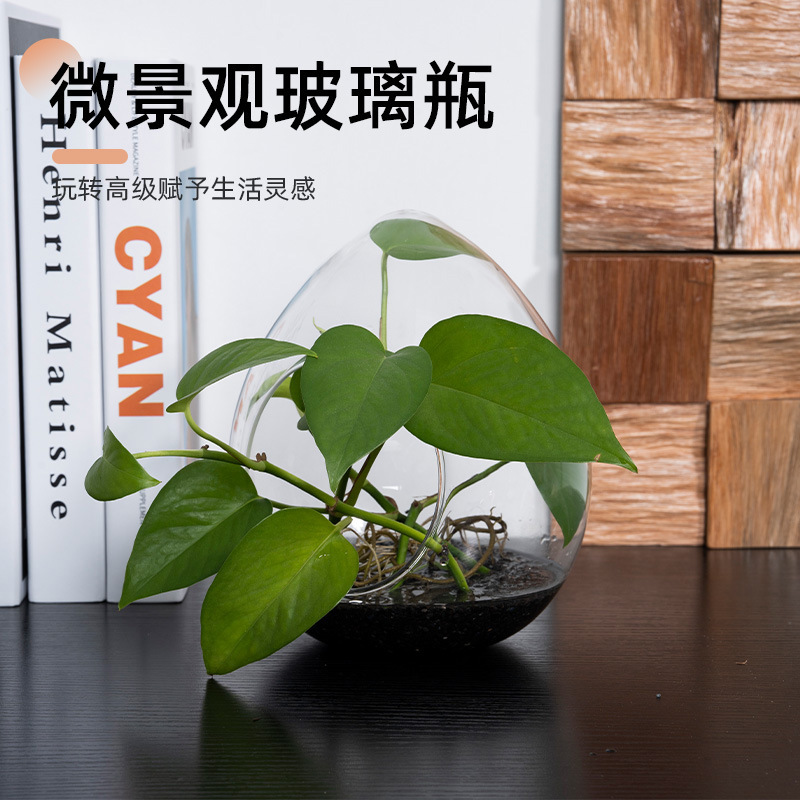 Micro-Landscape Egg-Shaped Glass Bottle Succulent Moss Plant Decorative Vase Creative Gift Ornaments Landscaping Bottle