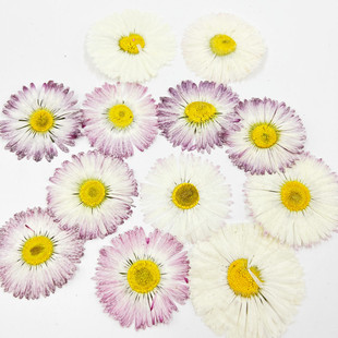 Dried flower embossing pressedflower holiday gift plant specimen shooting props glue drop material