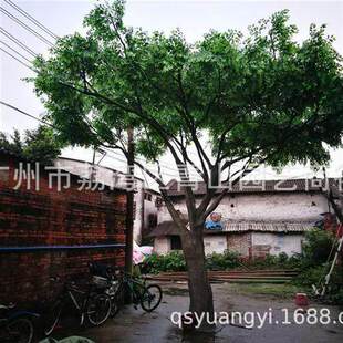 ������������Ꭷ�٘���ͷ���ֲ�ﲣ������U�쾰�����