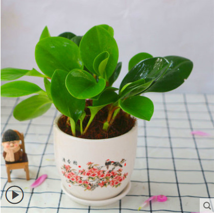 재스퍼 [향기 그림 세라믹 세면대]