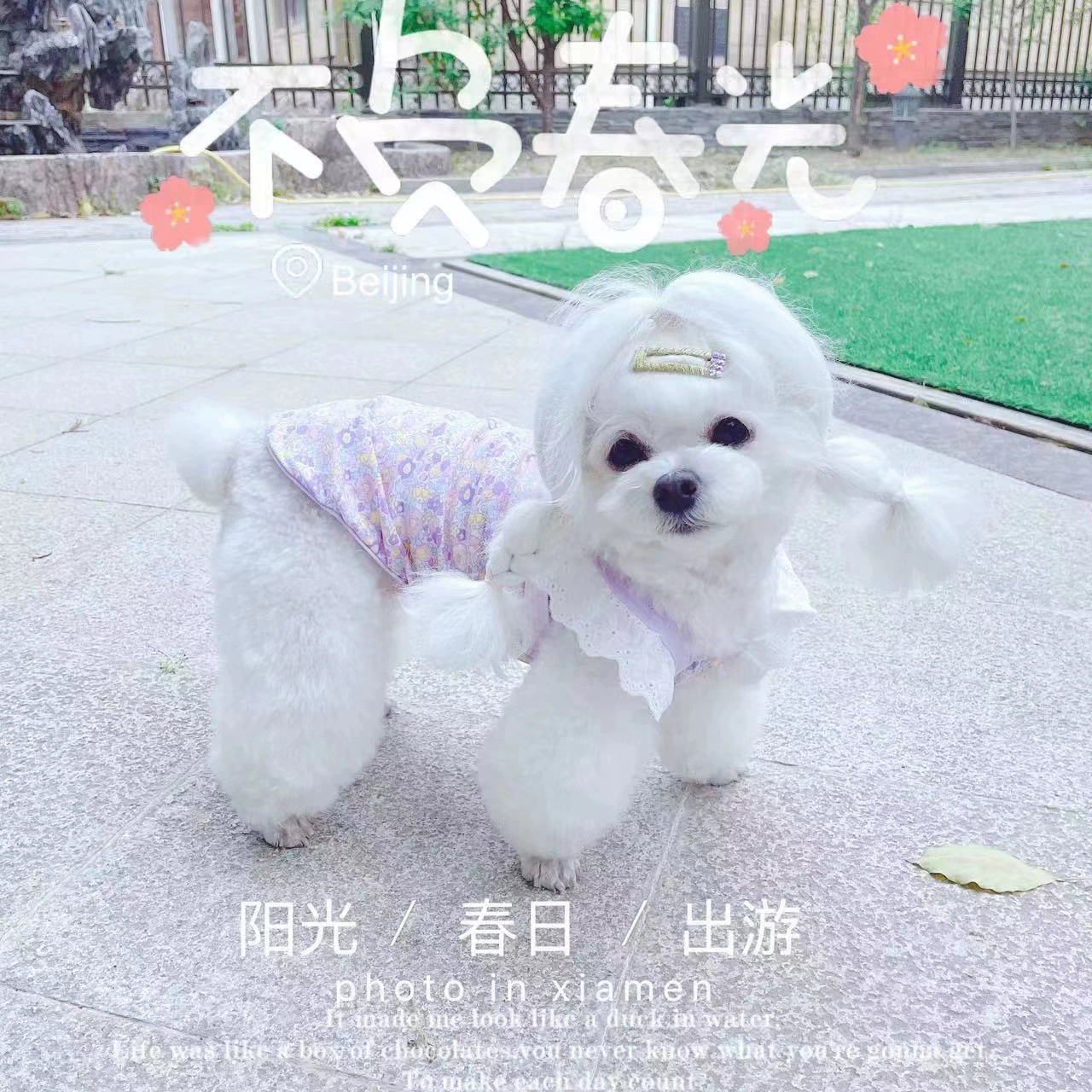 Корейский стиль ins стиль милый домашний питомец летающий рукав маленькая одежда Marzie Stedi Bixie маленькая собака кошка