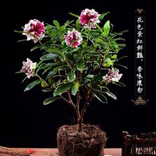 金边瑞香盆栽浓香型带花苞室内老桩客厅观花植物耐寒四季年宵花卉