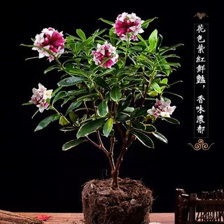 金边瑞香盆栽浓香型带花苞室内老桩客厅观花植物花卉江西大余瑞香
