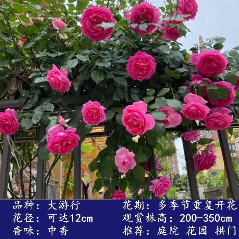 Flores de gran pila de rosas de rosa de temporada vieja, plantas de patio fragrantes, flores de balcón, flores de flores de rosa de rosa en todas las estaciones image 8