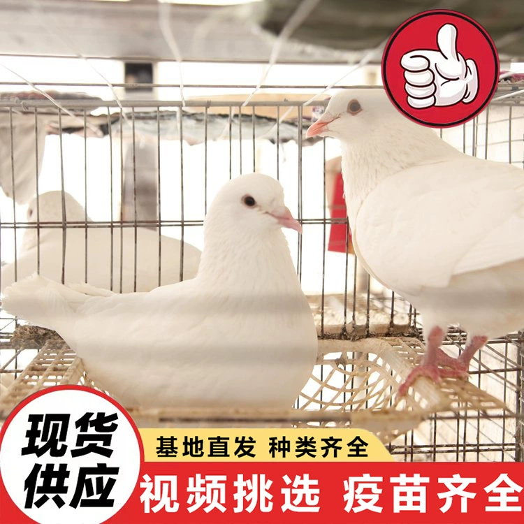 Проект кормления квадратных голубей в живописных садах продает крупноразмерных монетных голубей, серо-нефритовых королевских голубей и диких белоснежных голубей.