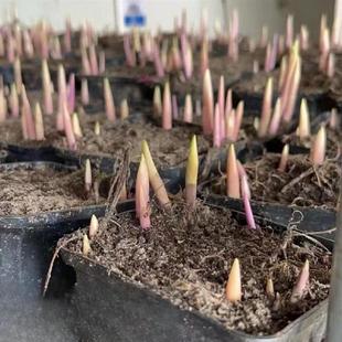 Cold-Resistant and Heat-Resistant, Easy to Grow Lily of the Valley with Buds and Roots, Potted Flower Plants, Four-Season Real Flowers, Home-Raised Balcony Flowers