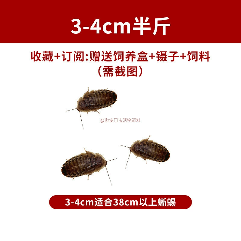 [杜比亚蟑螂昆虫爬宠活饵饲料新成体繁殖组半斤中国]