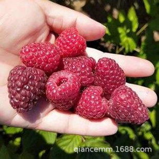 ��ݮ�縲���������Ե����ļ��̨�����Ϸ������Nֲ����Y��ˮ����