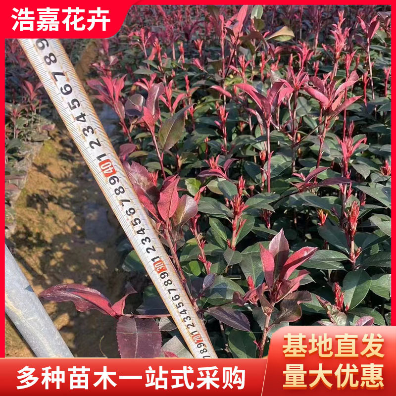 Red Leaf Stone Oak Seedlings for Community Greening, Flame Red Hedge, Multi-Specification Shrub Flower Ball Stone Oak Seedlings for Community Roads