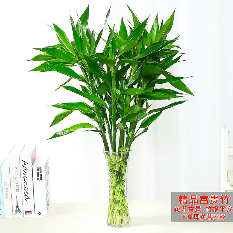 富贵转运竹水培植物水养好客厅招财花卉绿萝箩好养绿植盆栽室内花