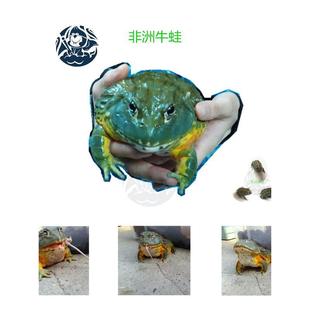 ����ţ���^�ܷ���ţ�ܻ��w��ţ��������ؔ�����w����͌���������