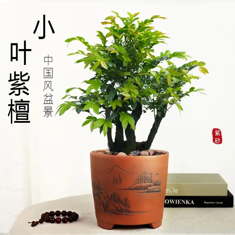 小叶紫檀树苗紫檀盆景四季常青植物观叶花卉盆栽四季好养盆景包邮