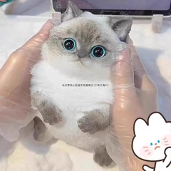 模擬猫の減圧ピンチおもちゃ、見栄えの良いかわいいペット、超柔らかいピンチおもちゃ、ゆっくりとしたリバウンド、奇妙なピンチおもちゃ