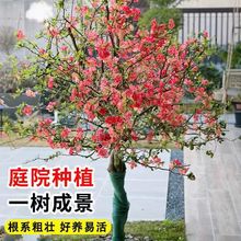 һ�����l���Ļ������������Ĵ��z���Ę�������ͥԺ�����ļ�����