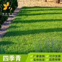 草坪种子四季青草籽绿化护坡四季常青高档美国四季青草种籽子