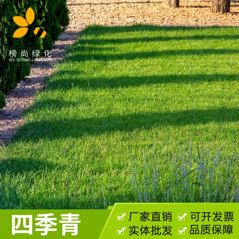 Семена Газона Четыре Сезона Семена Травы Озеленение Защита Склона Четыре Сезона Вечнозеленые Высококачественные Американские Четыре Сезона Семена Травы