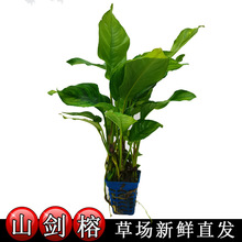 山剑榕 大鱼缸造景中后景水草活体批发真水草水族箱观赏装饰阴性