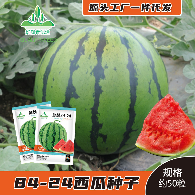 Kylin 8424 Watermelon Seeds Early Maturing Jia Lanhan Bingtang Kylin Jingxin Watermelon Seeds Sweet Crispy Fruit Seeds
