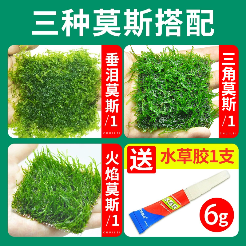 모스 매칭 ② 3개 1개 구매시 접착제 무료 증정