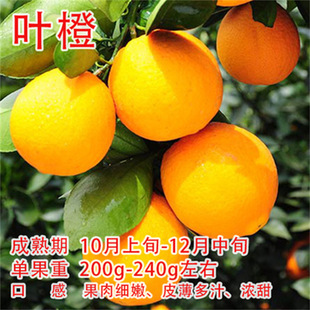 �޽ӹ����M��Ě����Ě�ȳ��ӿ������t�����_��Ѫ�ȼ~�ɠ�������