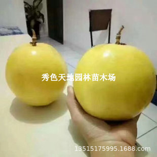 ̨������S���������������Ϸ��Nֲ����������ļ������ش��