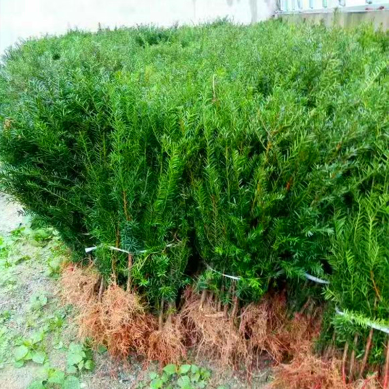 四川红豆杉苗木批发采购价格南方红豆杉植物曼地亚红豆杉盆栽植物