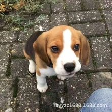 ���N�ȸ�Ȯ��Ȯ���w �C��ȮС�����C��Ȯ��ë�����ȸ�Ȯ