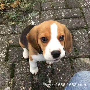 ���N�ȸ�Ȯ��Ȯ���w �C��ȮС�����C��Ȯ��ë�����ȸ�Ȯ