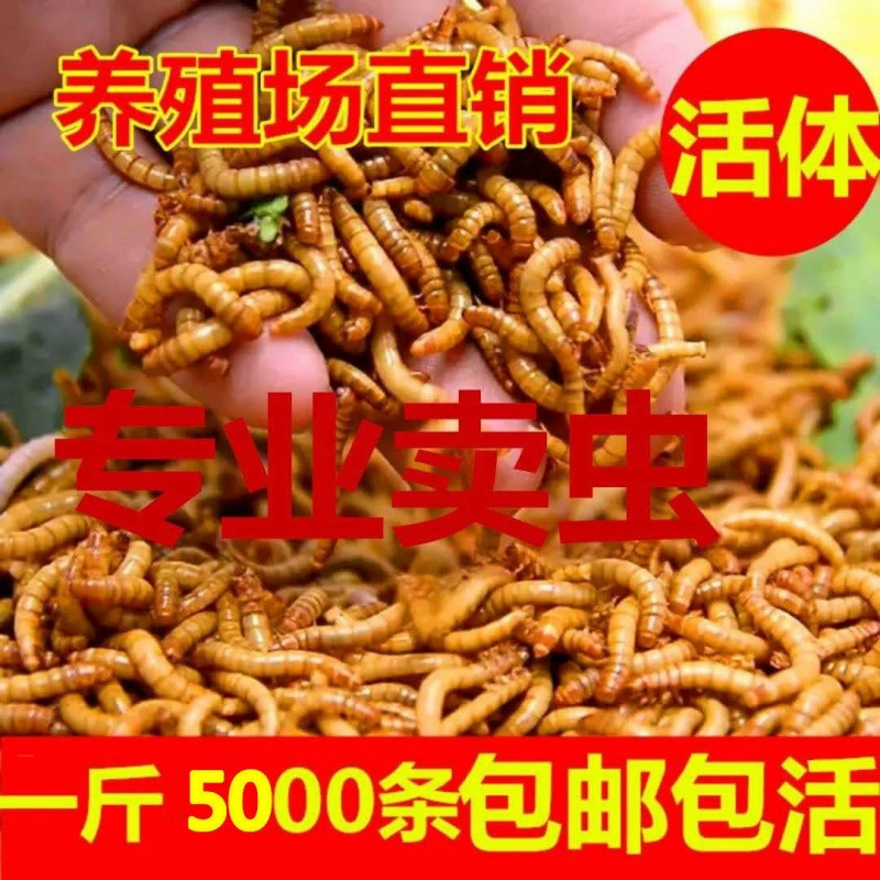 Мучные черви, хлебные черви, скорпионы, сорокопулы, попугаи, рыбы, каменные лягушки, арованы, сорокопулы, хомяки, корм для домашних животных